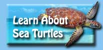 Learn About Sea Turtles